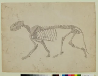 Seitenansicht eines Tigerskeletts, fertige Studie für Tafel IV von 